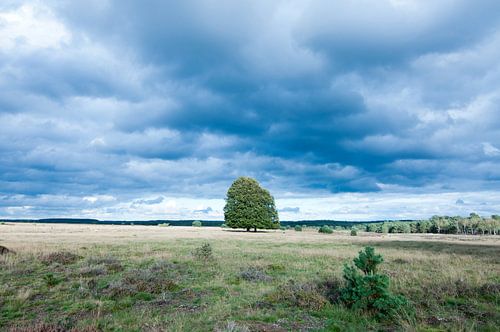 Bomen op de Hoge Veluwe