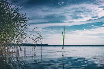Riet in het midden van het meer - Zwemmen tegen de stroom in van Jakob Baranowski - Photography - Video - Photoshop
