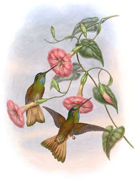 Buff-staart sterfrontlet, John Gould van Hummingbirds