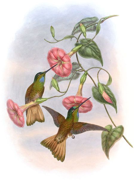 Buff-Tailed Star-Frontlet, John Gould von Hummingbirds