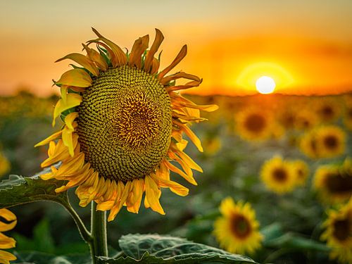 Kind van de zon