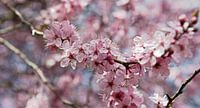 Sweet bloom