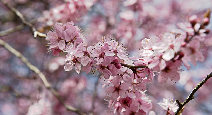 Sweet bloom by Pink Rose Pictures