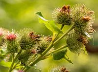 distel