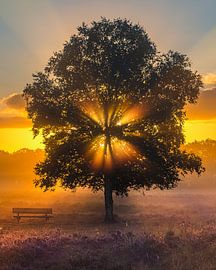 Lever de soleil dans les Gasterse Duinen, Drenthe sur Henk Meijer Photography