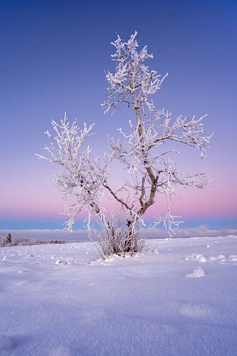 Rijp op boom met poolnacht kleuren. van Arina Kraaijeveld