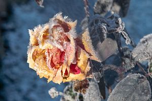 Winterzauber 3 - vereiste Rosenblüte