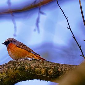 Collier Redstart sur Erik Koole