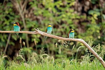 Three in a row by gea strucks