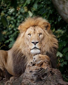 Leeuw liggend op boomstam portret foto van Barbara Kempeneers