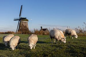 Moutons sur la digue près du moulin à polders Nieuw Leven à Wogmeer
