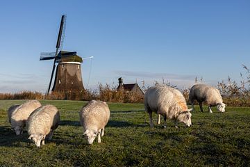 Sheep on the dike near polder mill Nieuw Leven in Wogmeer by Bram Lubbers