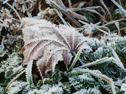 Blatt im Rauhreif am Morgen 2