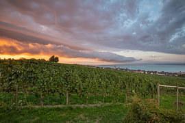 Panoramic view across the Hagnau vineyards on Lake Constance in the morning light by Jiri Viehmann