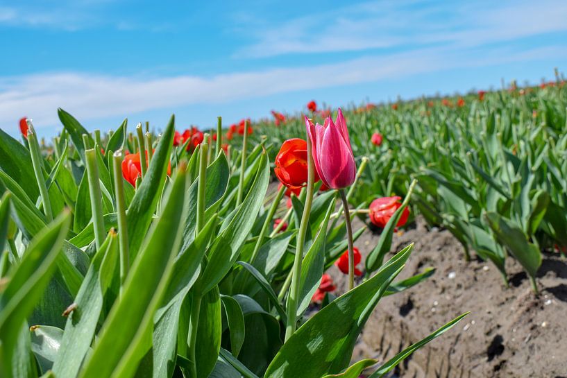 Veld met rode tulpen von Kim de Been