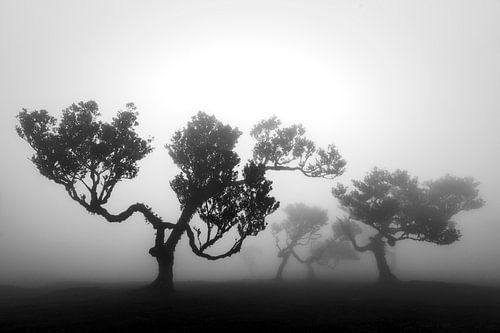 Madeira's mystical trees