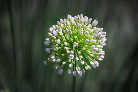 Dynamische Nahaufnahme der Alliumblume