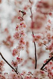 Pink cherry blossom by Yvette Baur