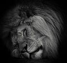 Slapende leeuw in zwart-wit van Marjolein van Middelkoop thumbnail