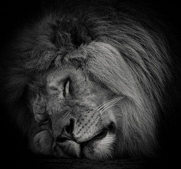 Le lion endormi en noir et blanc