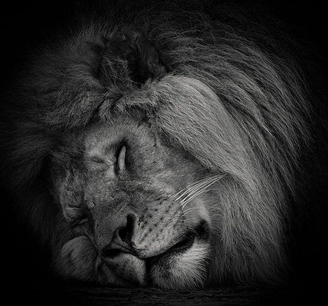 Schlafender Löwe in Schwarz und Weiß von Marjolein van Middelkoop