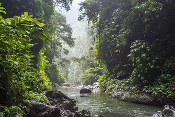 Calmly flowing river in the jungle of Bali. by Hugo Braun