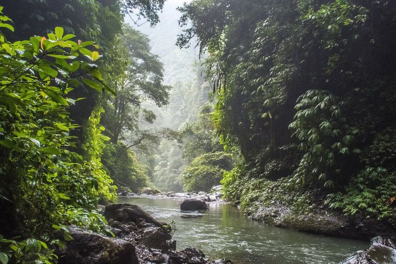 Rivière au débit calme dans la jungle de Bali. par Hugo Braun