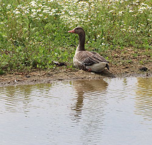 Parc aux oies Lingezegen