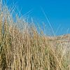 Grass, dune, tree and blue sky by Jaco Verheul
