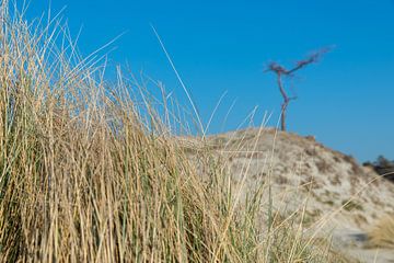 Gras, Düne, Baum und blauer Himmel