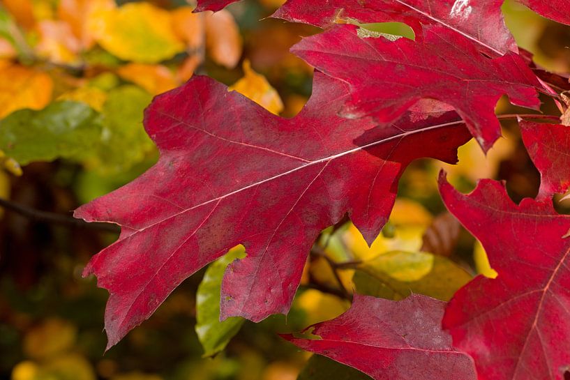 rood herfstblad van W J Kok