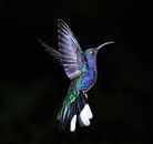 Kolibri by Veronie van Beek thumbnail