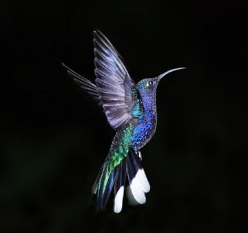 Kolibri von Veronie van Beek