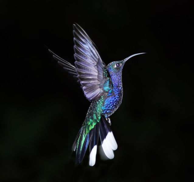 Kolibri by Veronie van Beek
