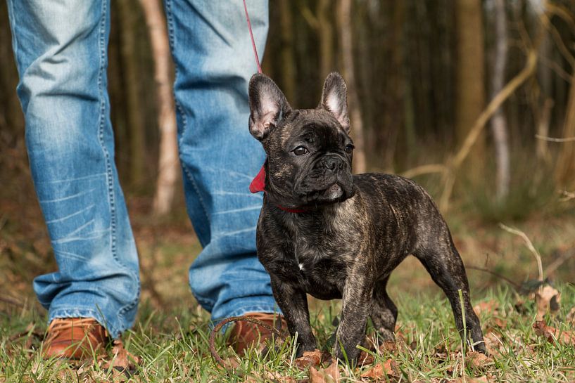Französische Buldogge. von Aukelien Philips