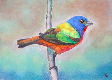 Painted Bunting by Irina Rammos