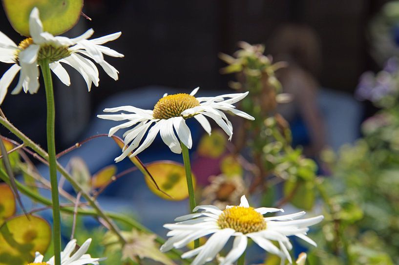 vrolijke bloemen van wil spijker