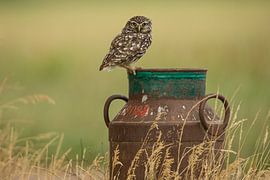 Little owl on rusty old milk churn by Jeroen Stel