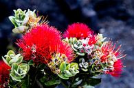 Ohia Lehua van Dirk Rüter thumbnail
