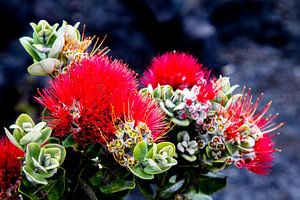 Ohia Lehua