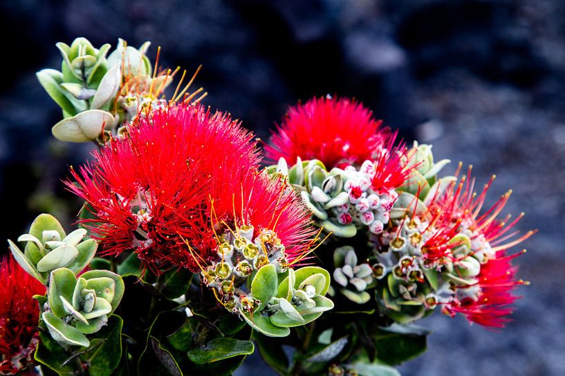 Ohia Lehua van Dirk Rüter