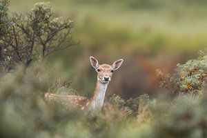 Ree in de Waterleidingduinen van Wietse de Graaf