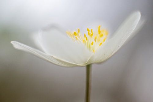 The wood anemone, the great spring gift. (3)