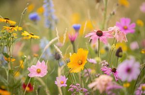 Wildblumen in der Natur