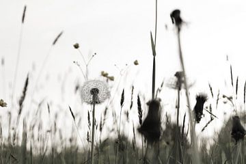 d`Wies ) The meadow
