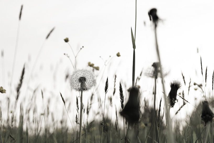 d`Wies ) The meadow by Berthold Ambros