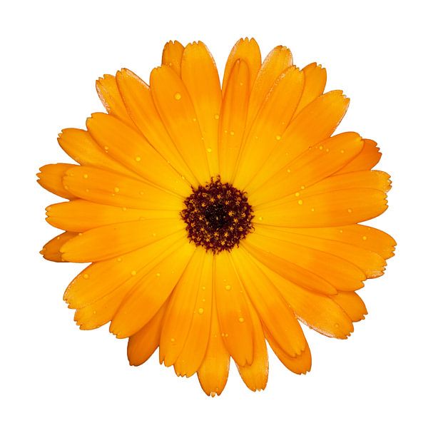 Calendula flower by Bo Valentino