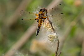 Götter Libelle in Super-Nahaufnahme auf einem Schilfrohr sitzend. von Brian Morgan