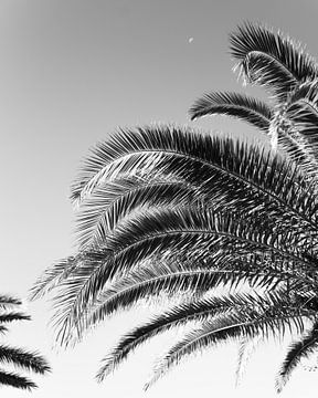 Palmiers noir et blanc sur Dayenne van Peperstraten