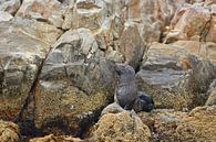 Kaapse pelsrob op een rots van Jolene van den Berg thumbnail